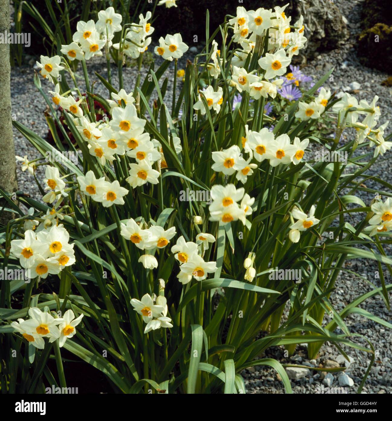 Narcissus - `Geranium' AGM (Tazetta)   BUL019675 Stock Photo